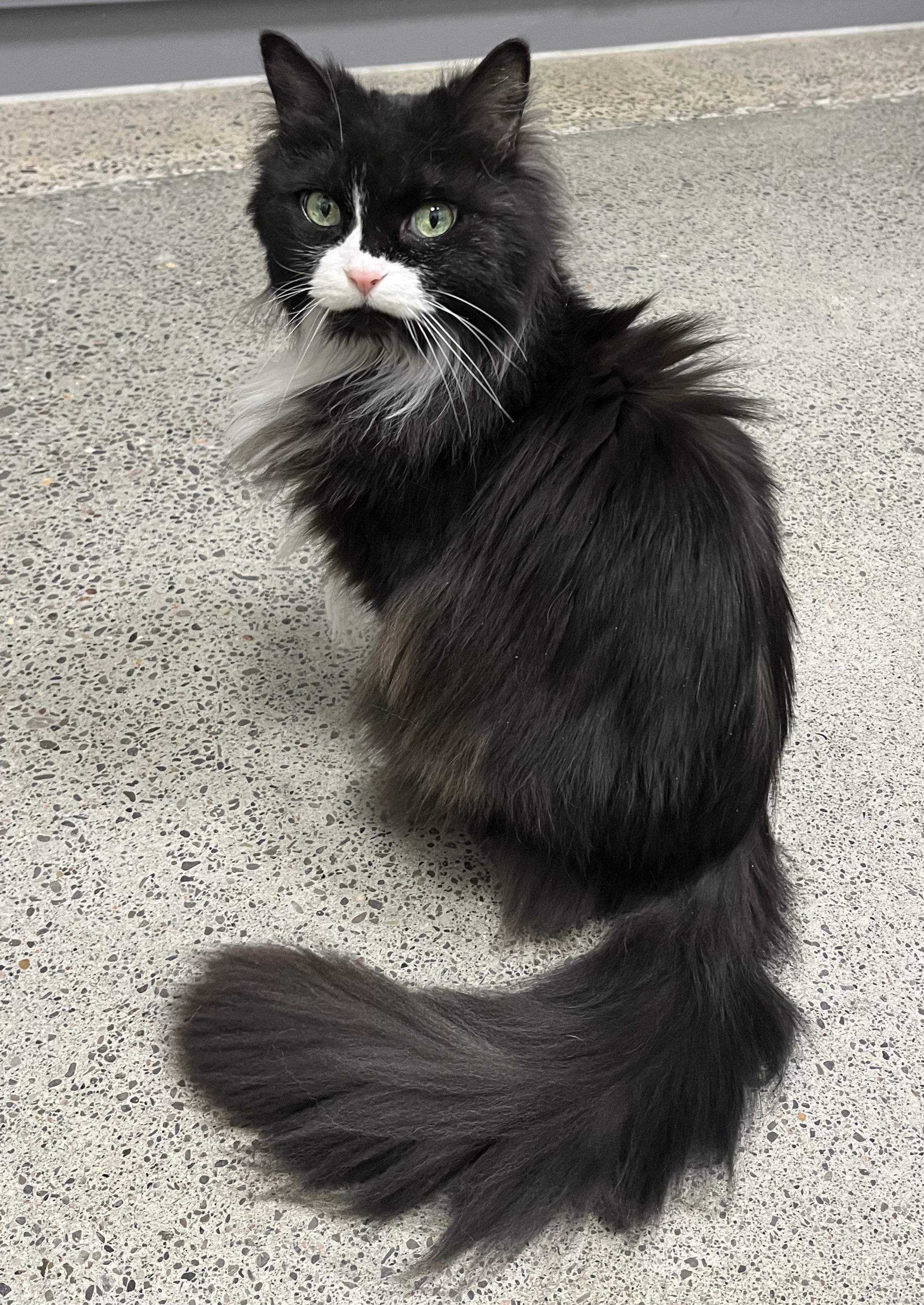 Mittens, a Adoptable Domestic Long Hair in Pickering, ON image 1/3