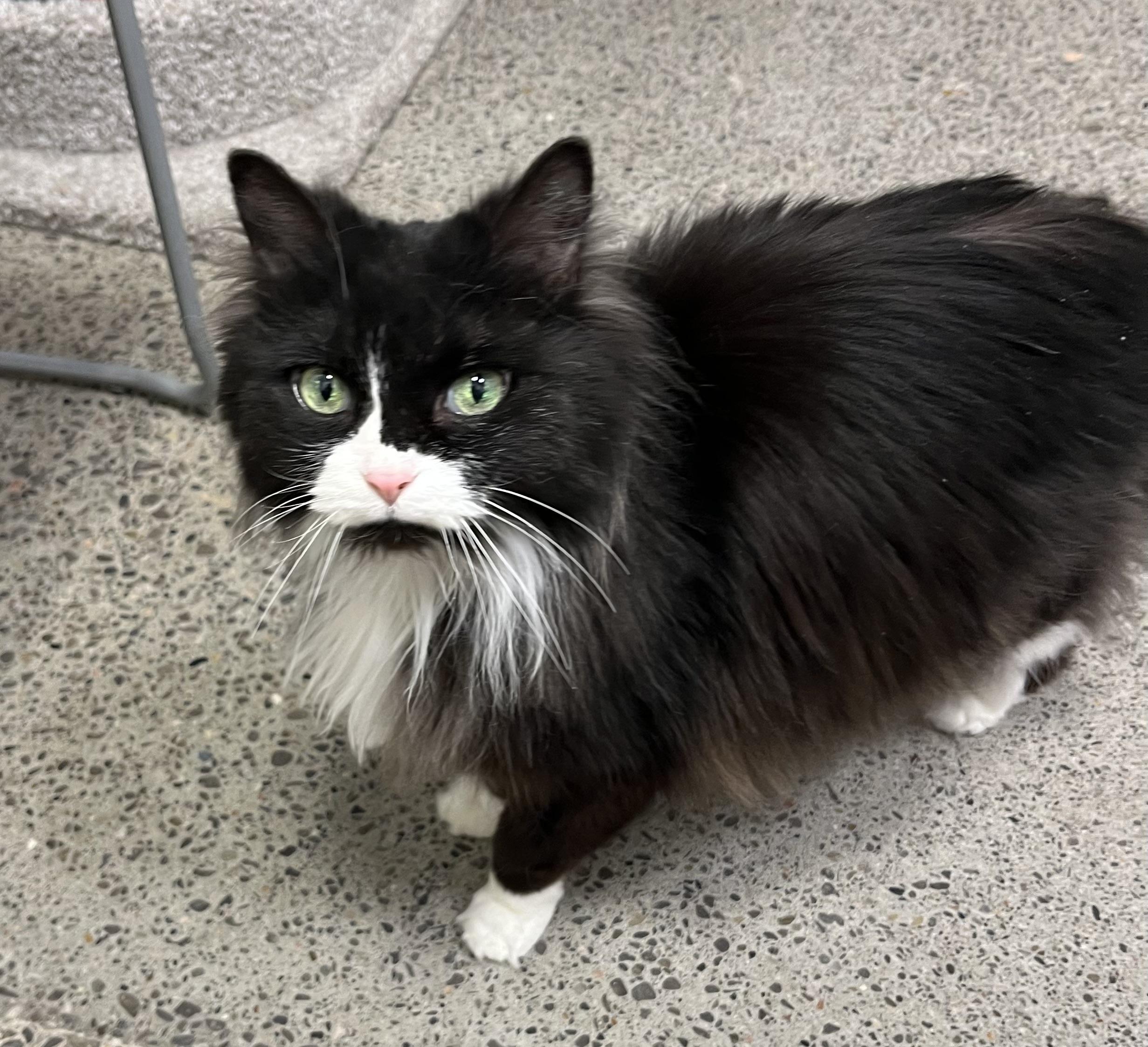 Mittens, a Adoptable Domestic Long Hair in Pickering, ON image 2/3