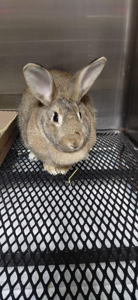 Enlarge Disco, a Adoptable American in Cincinnati, OH image 1/1