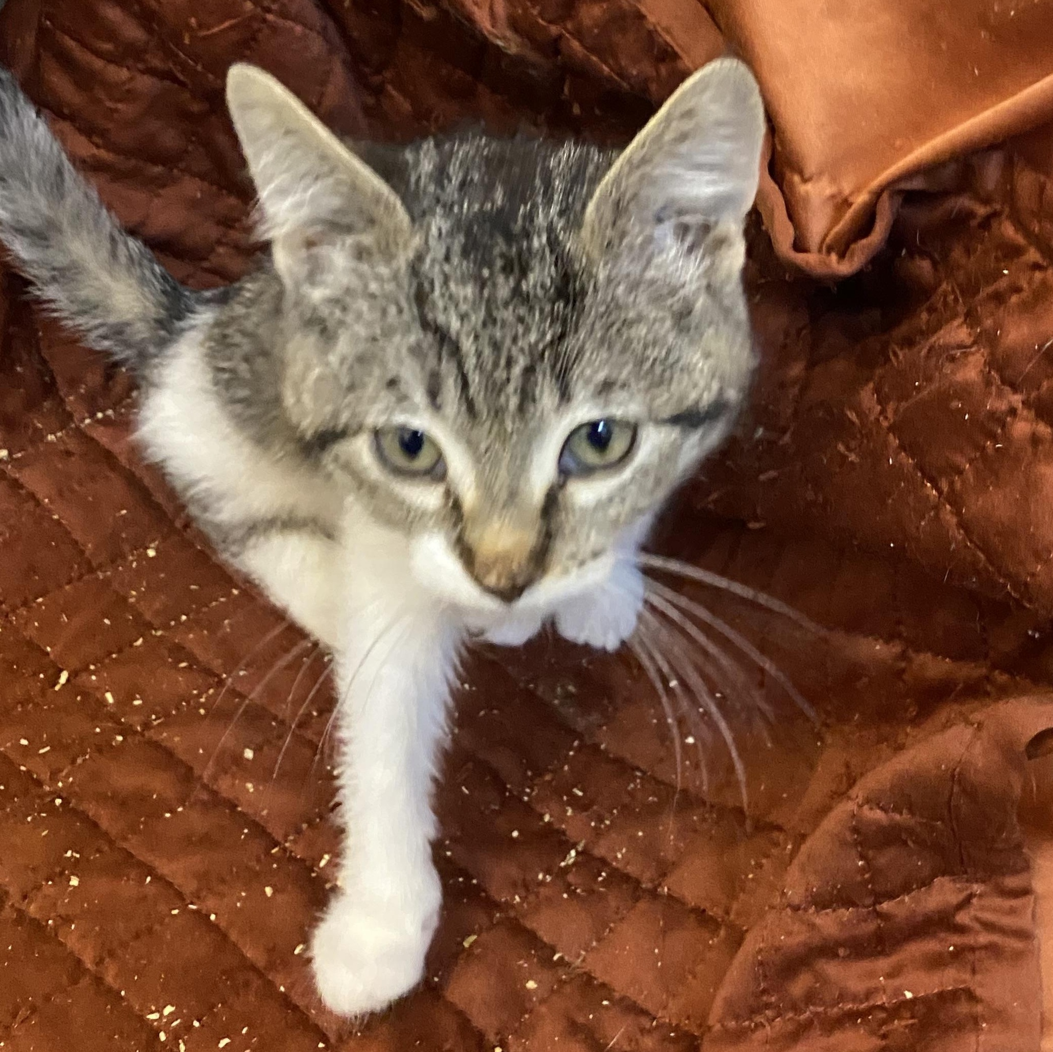 Cedar, Adoptable, Kitten Female Tabby.