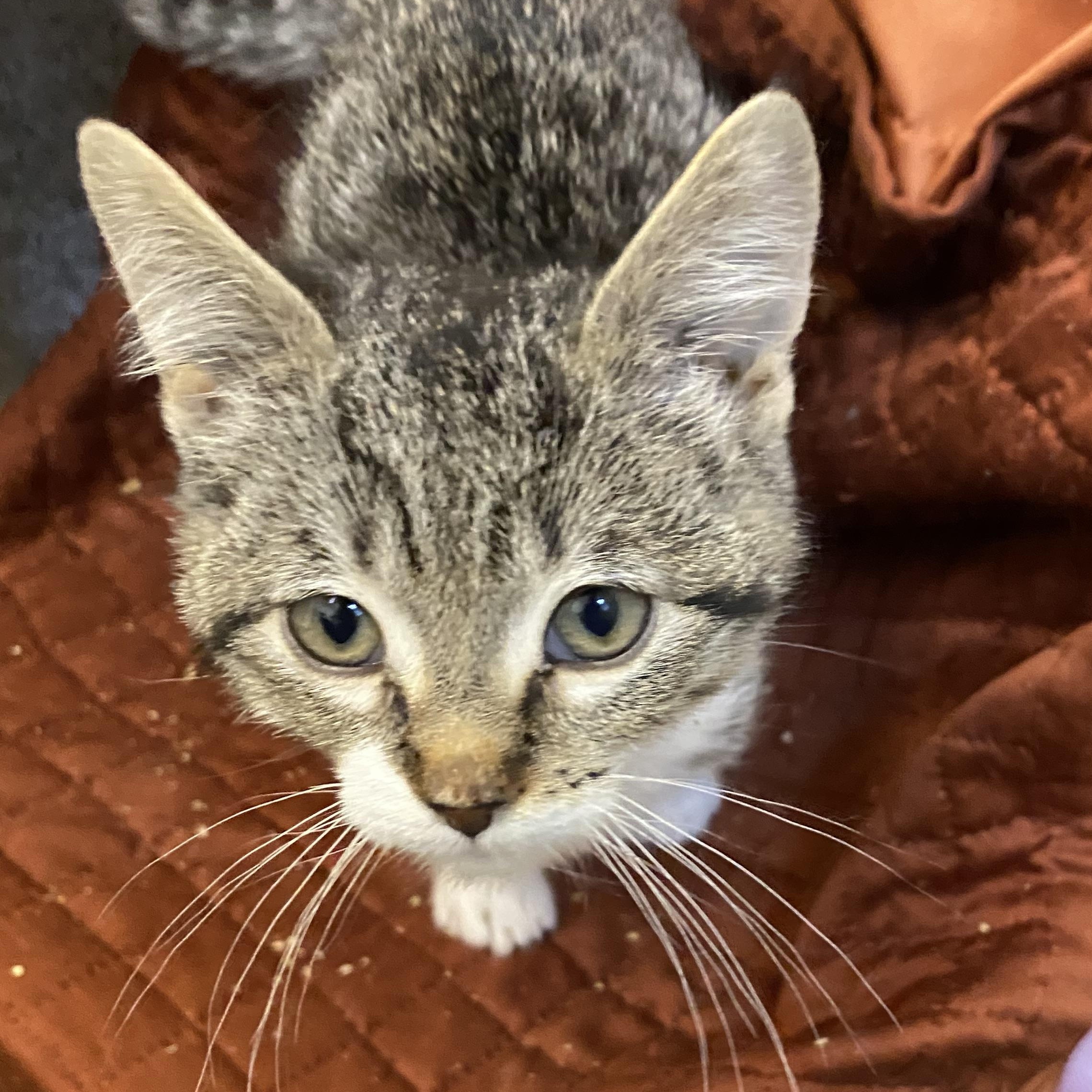 Enlarge Cedar, a Adoptable mixed breed in Stanwood, WA image 2/2