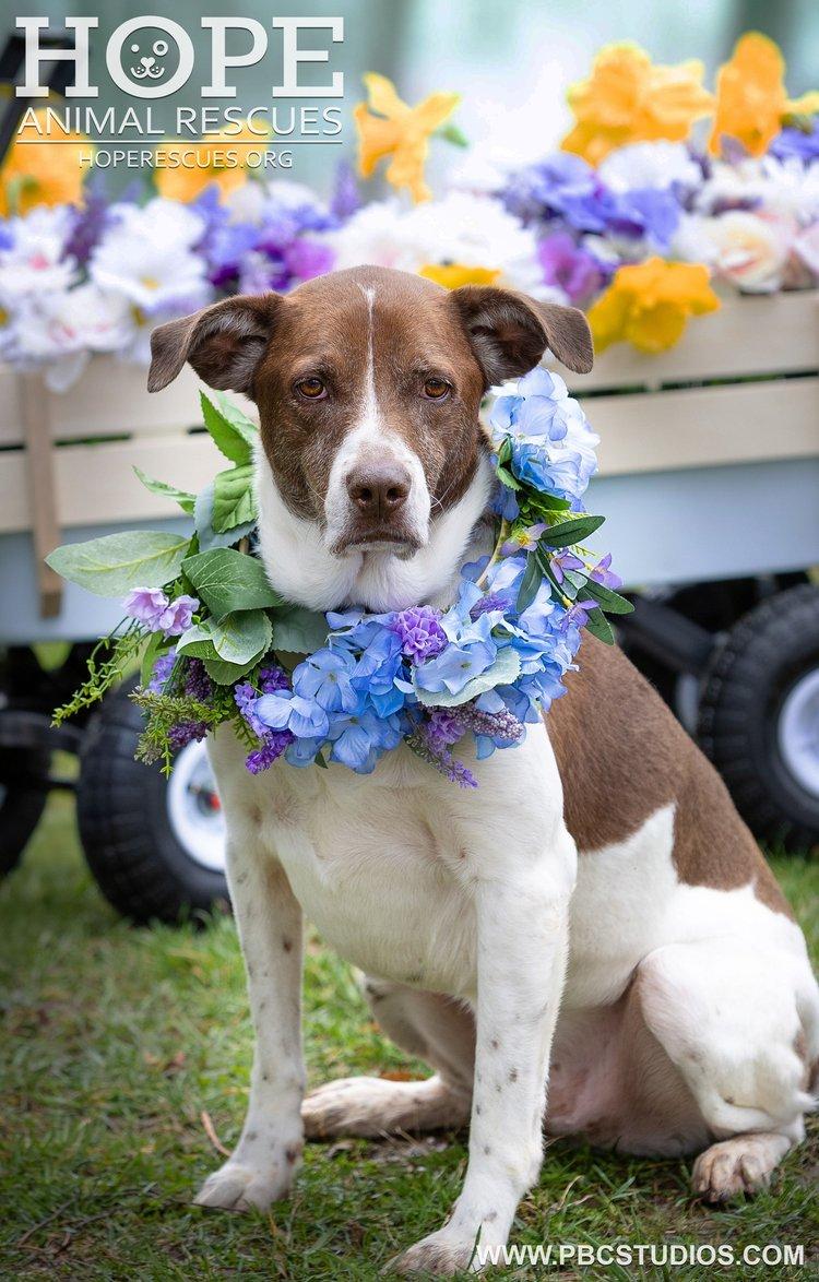 Charlie, Adoptable, Senior Male Labrador Retriever & Hound.