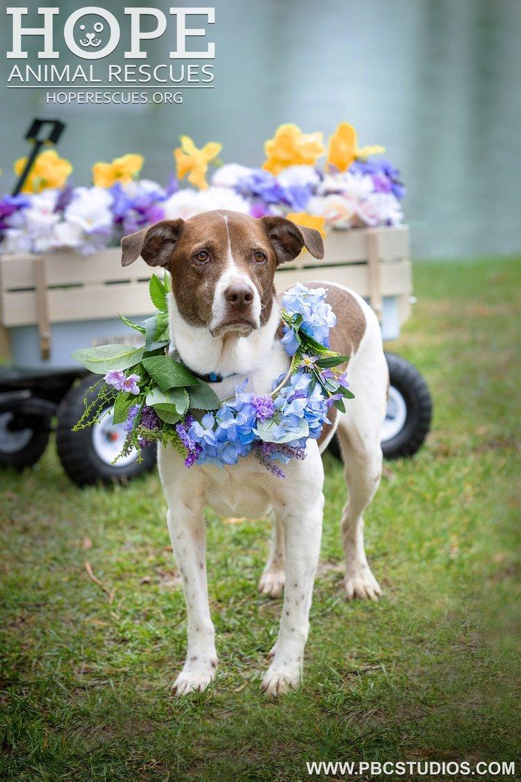 Enlarge Charlie, a Adoptable mixed breed in Godfrey, IL image 2/5