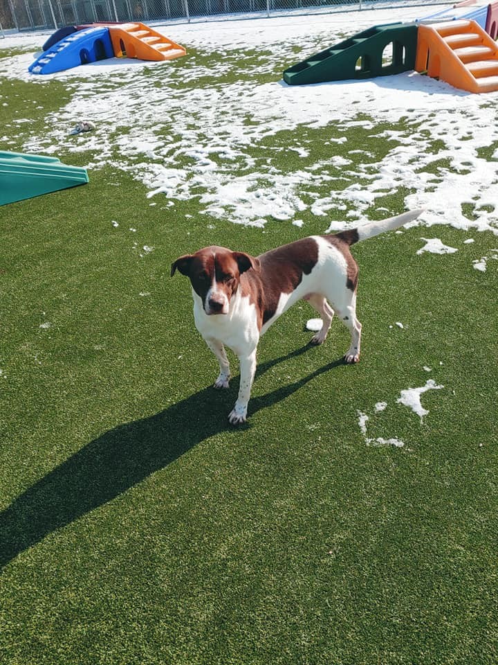 Enlarge Charlie, a Adoptable mixed breed in Godfrey, IL image 3/5