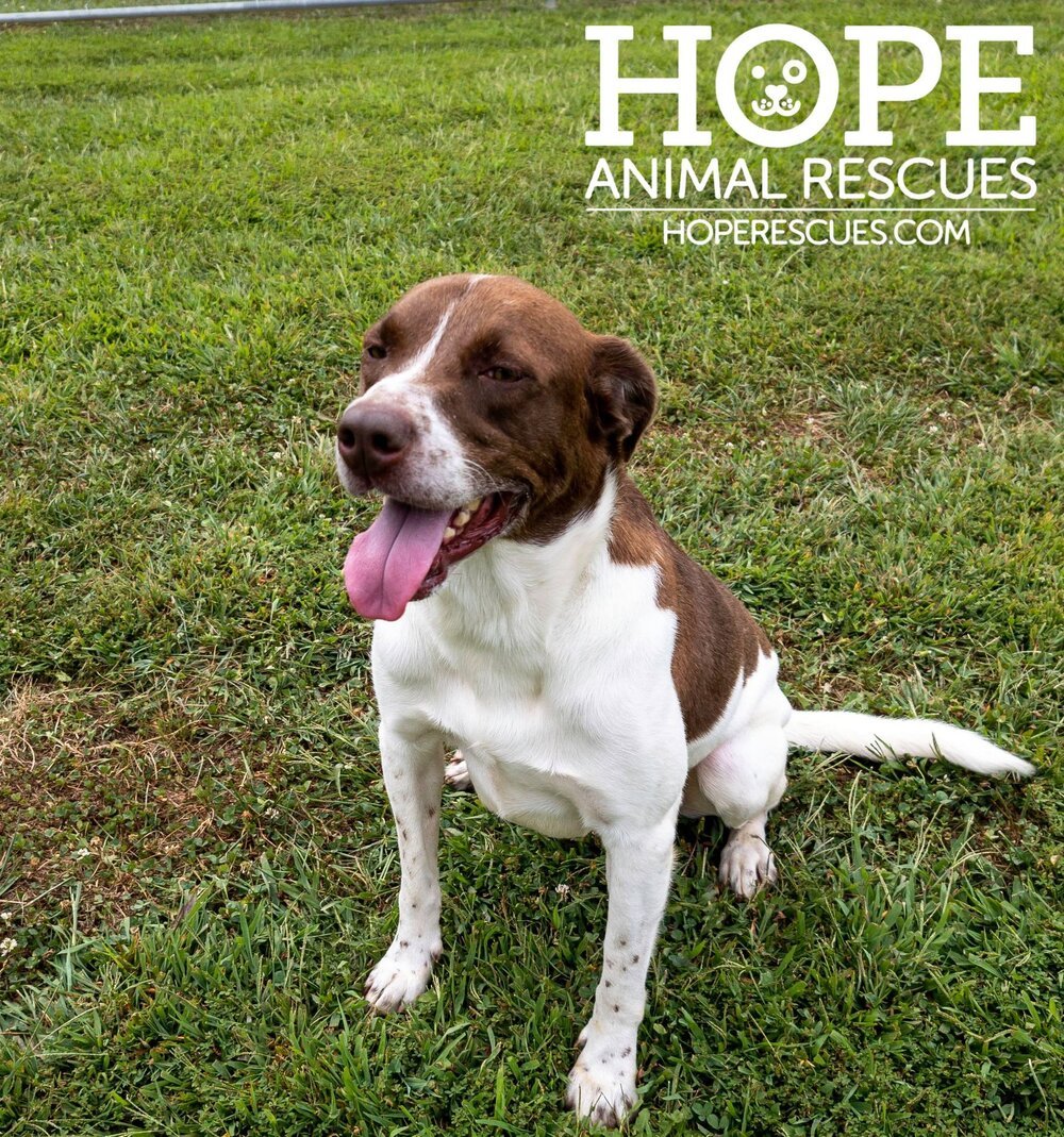 Enlarge Charlie, a Adoptable mixed breed in Godfrey, IL image 4/5