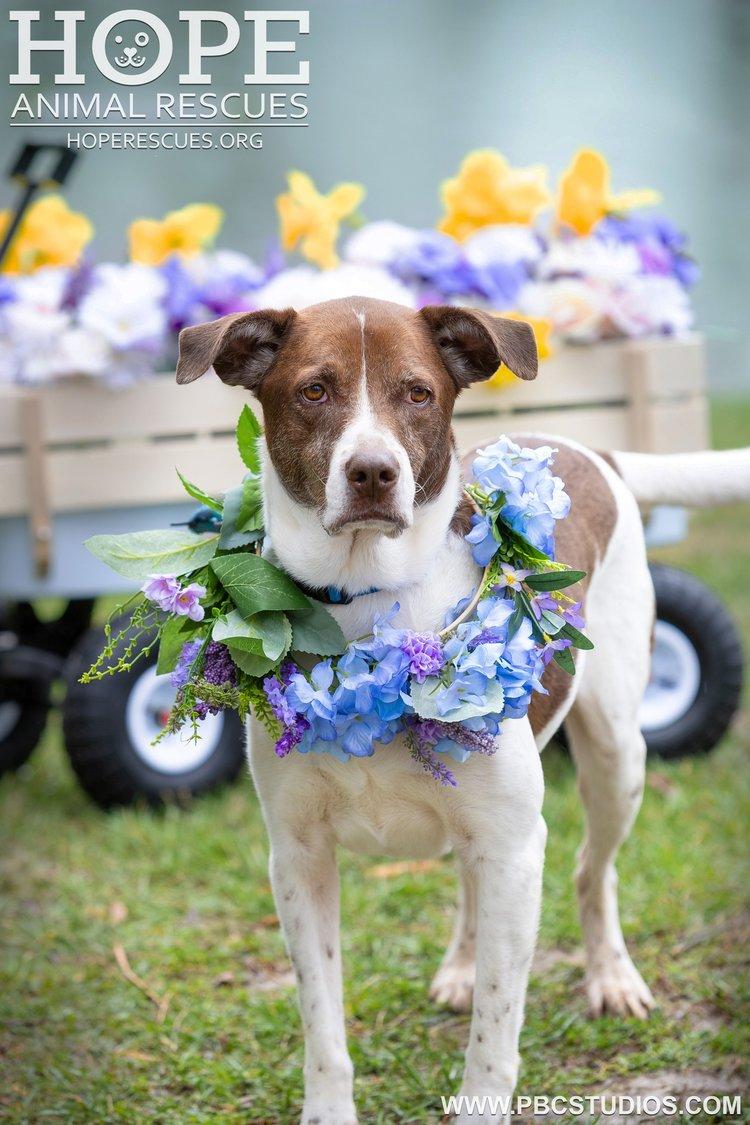 Enlarge Charlie, a Adoptable mixed breed in Godfrey, IL image 5/5