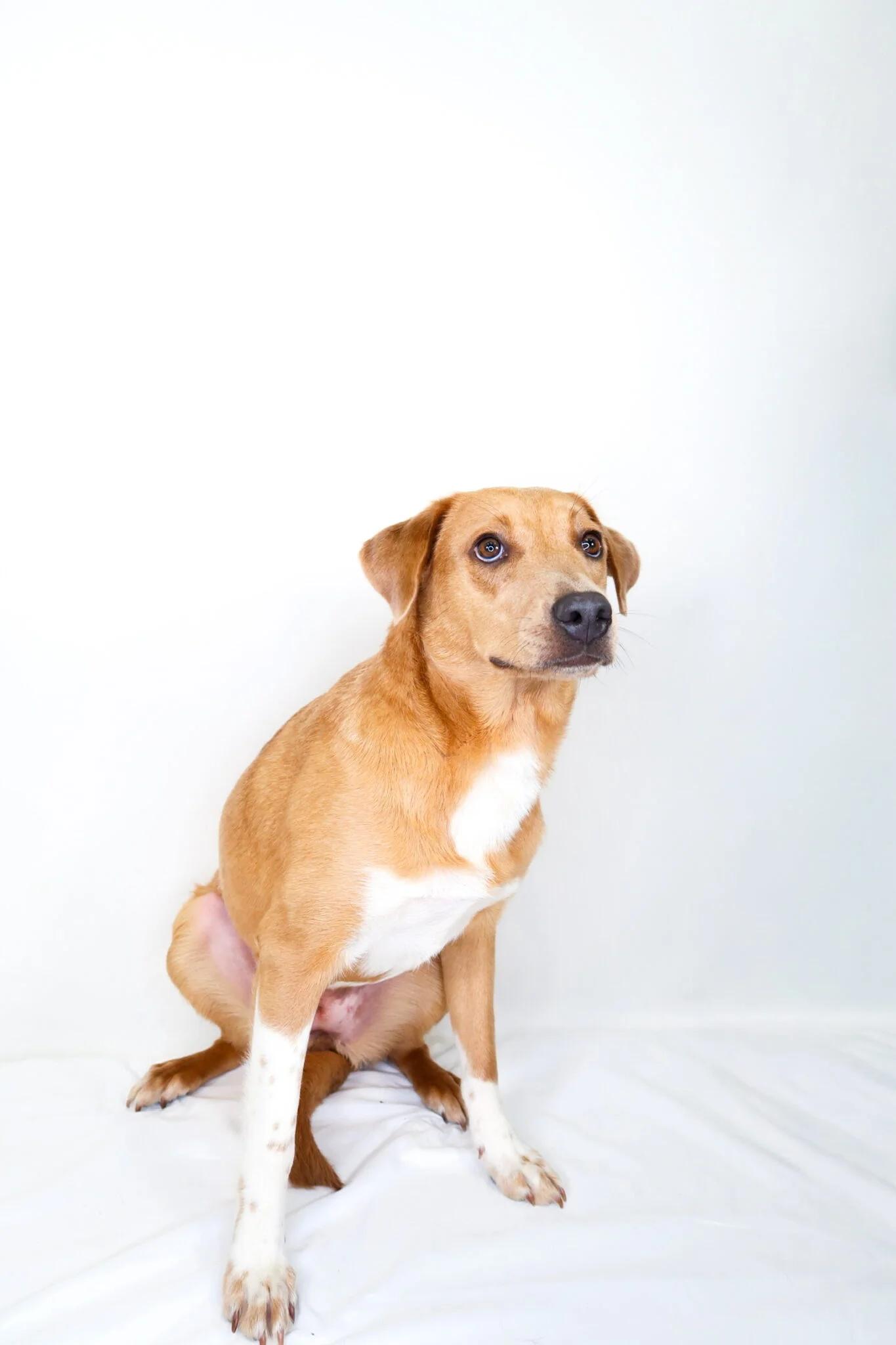 Daily, an adoptable mixed breed in Bixby, OK image 2/5