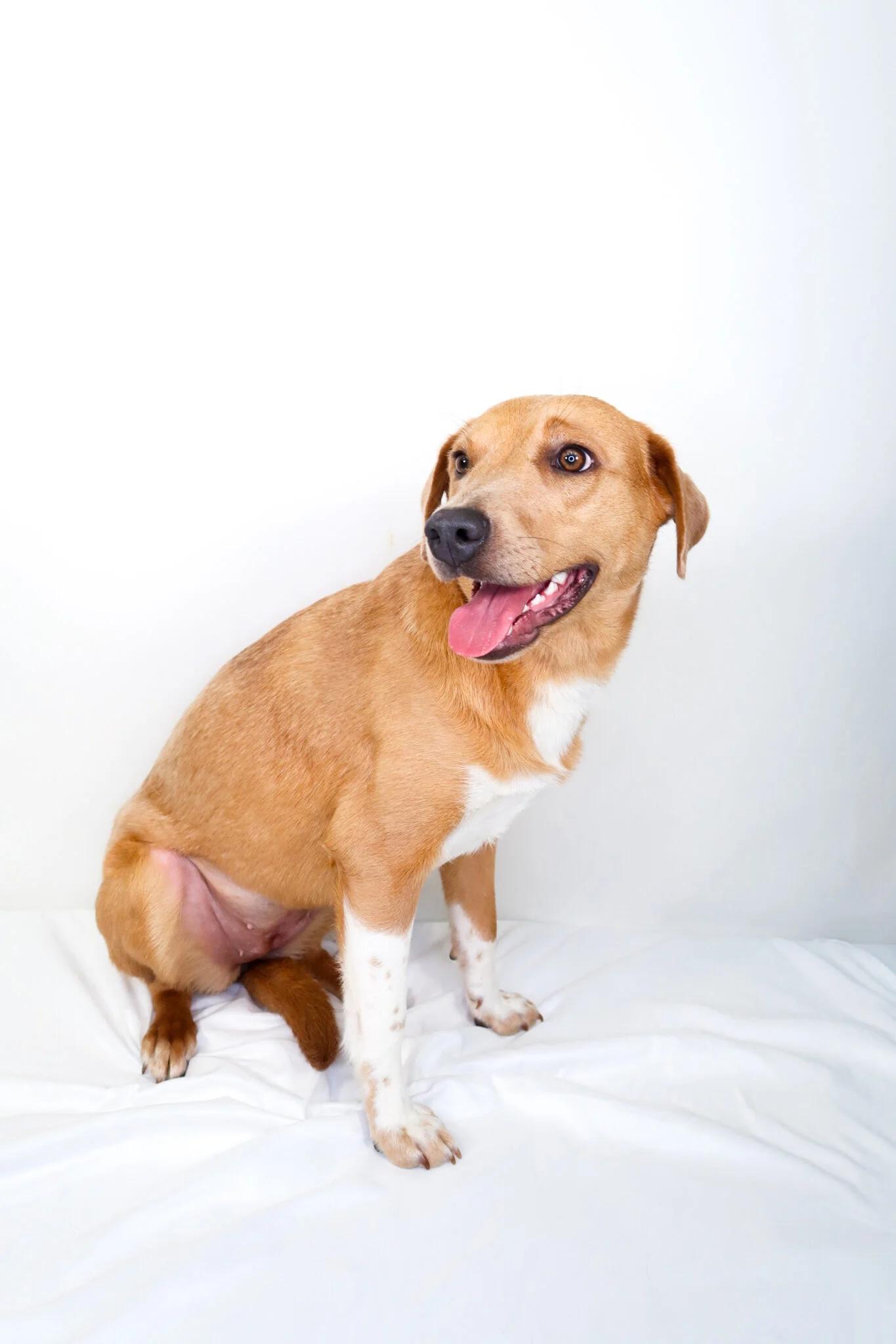 Daily, an adoptable mixed breed in Bixby, OK image 4/5