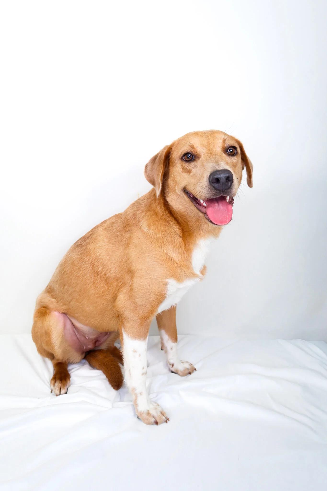 Daily, an adoptable mixed breed in Bixby, OK image 1/5