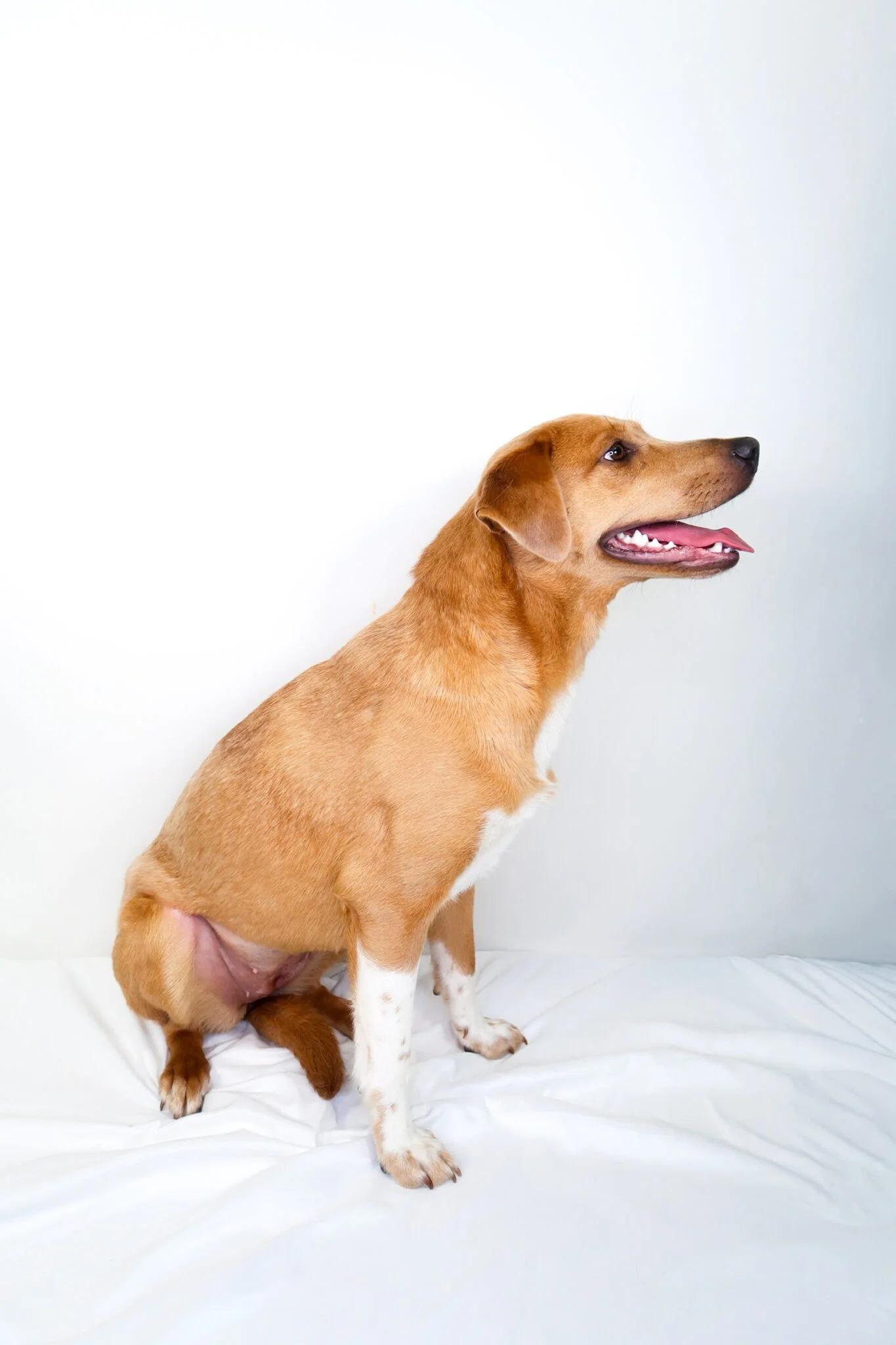 Daily, an adoptable mixed breed in Bixby, OK image 5/5