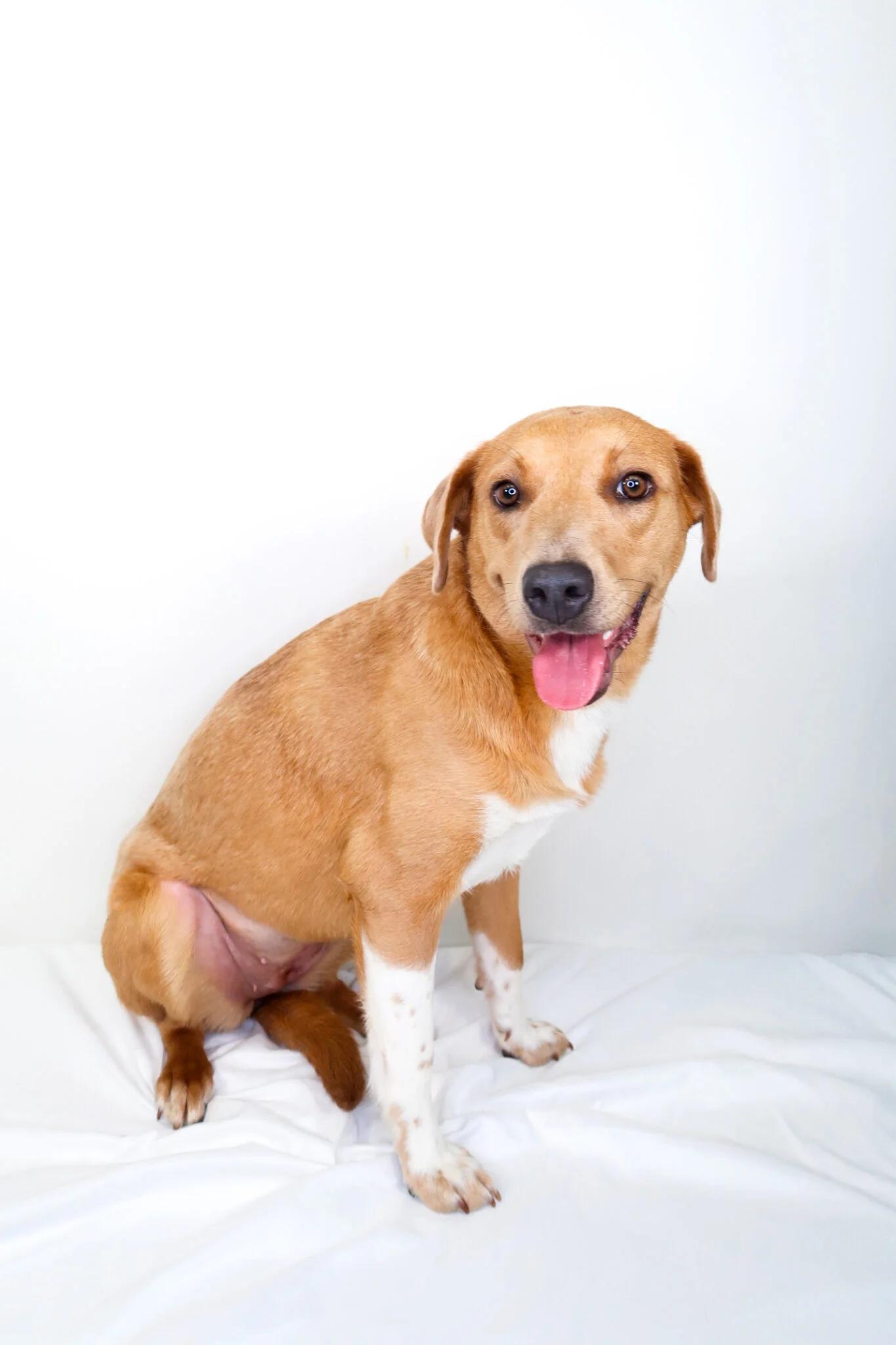 Daily, an adoptable mixed breed in Bixby, OK image 3/5