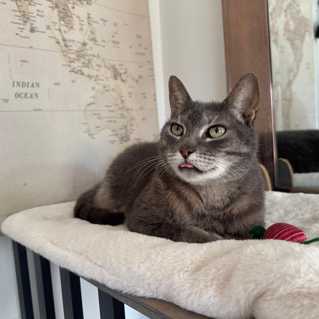 Smokie, adoptable, Senior Female Domestic Short Hair.