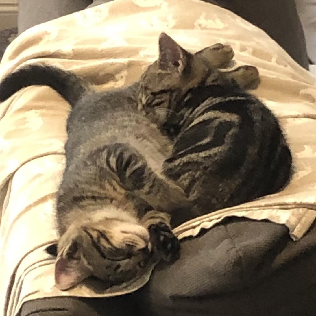 Enlarge Ziggy and Zigzag - bonded kitten brothers, a Adoptable mixed breed in Harrisburg, PA image 2/5