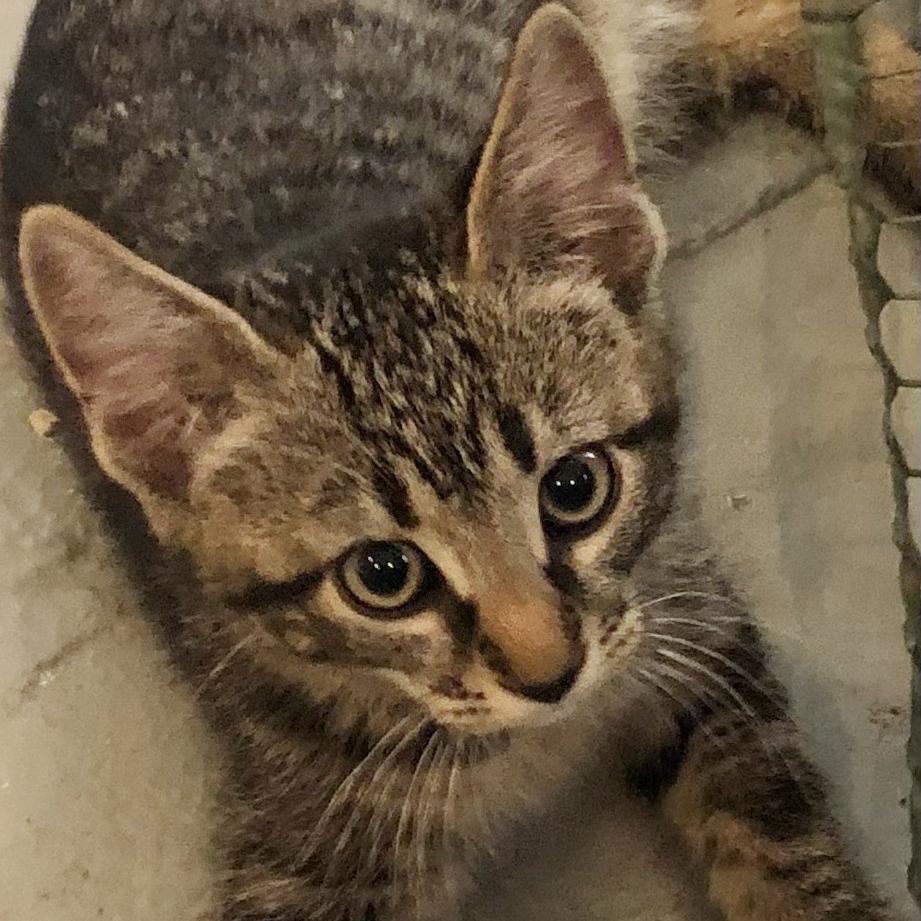 Enlarge Ziggy and Zigzag - bonded kitten brothers, a Adoptable mixed breed in Harrisburg, PA image 5/5