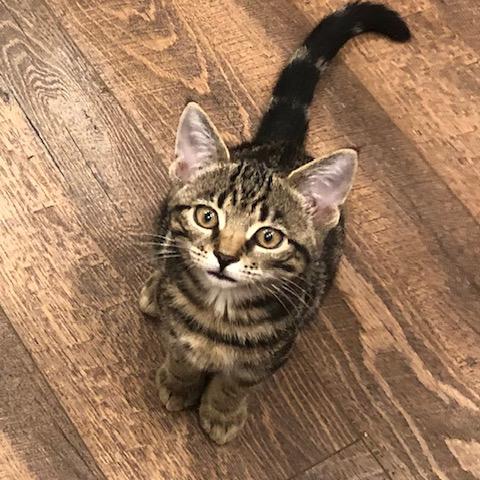 Enlarge Ziggy and Zigzag - bonded kitten brothers, a Adoptable mixed breed in Harrisburg, PA image 4/5