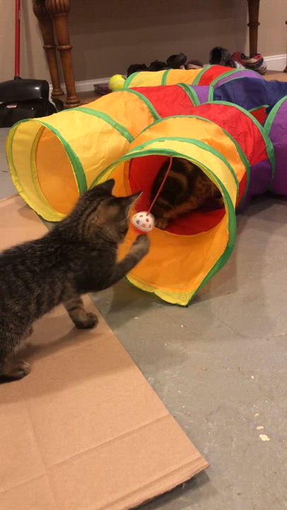 Enlarge Ziggy and Zigzag - bonded kitten brothers, a Adoptable mixed breed in Harrisburg, PA video 3/5