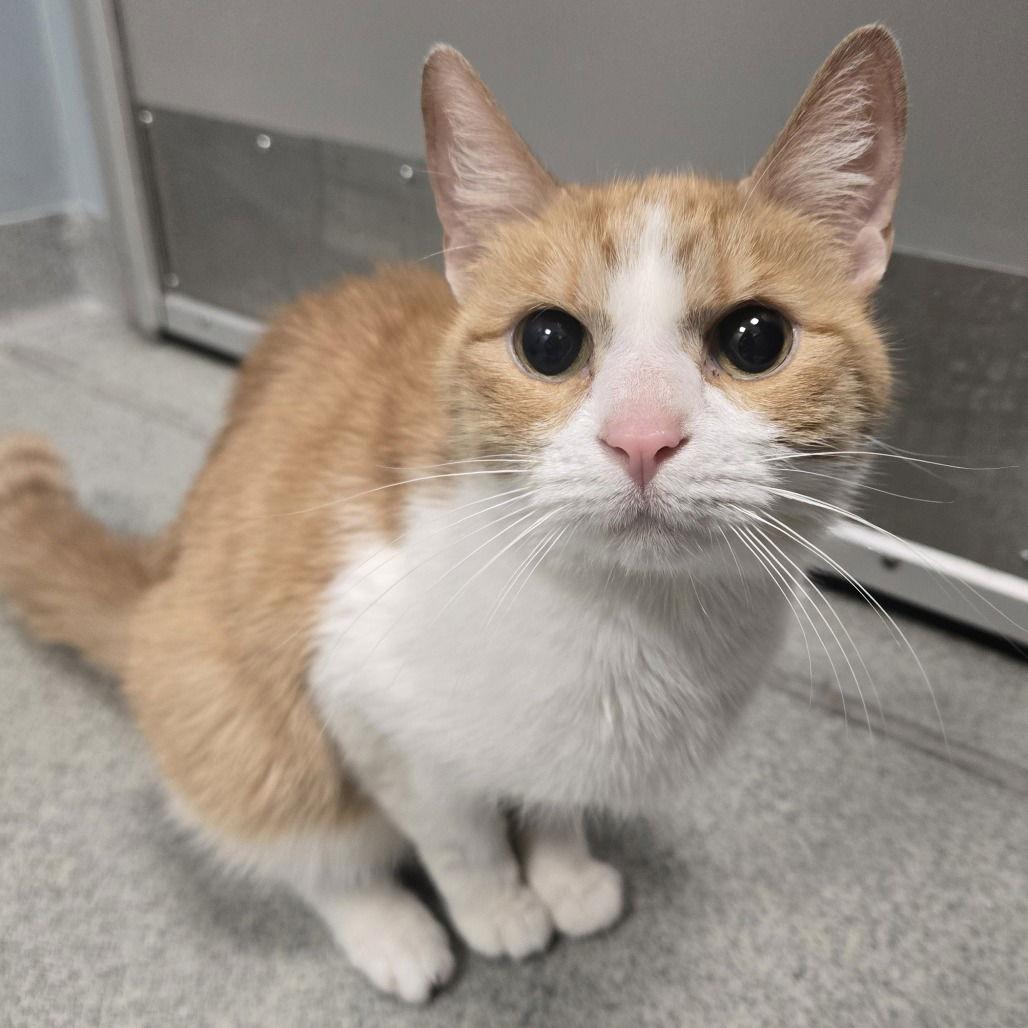 Arrow, Adoptable, Young Female Domestic Short Hair.