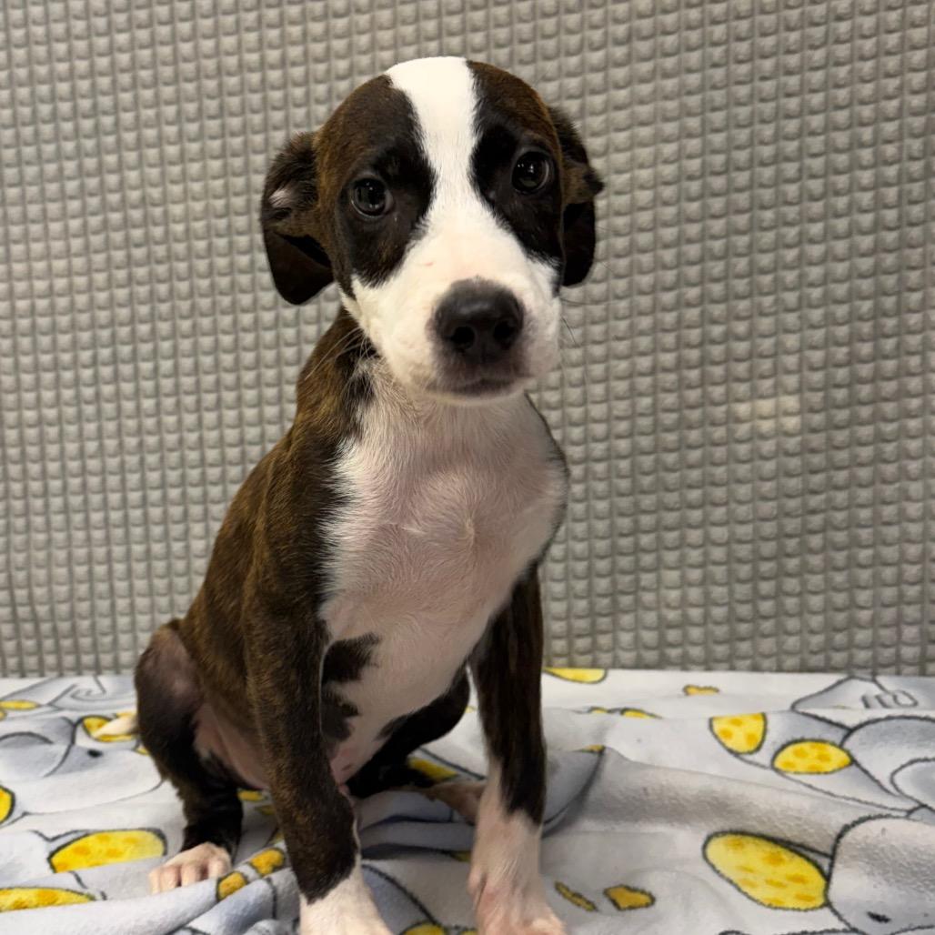 Everest, a Adoptable mixed breed in Bryan, TX image 1/5