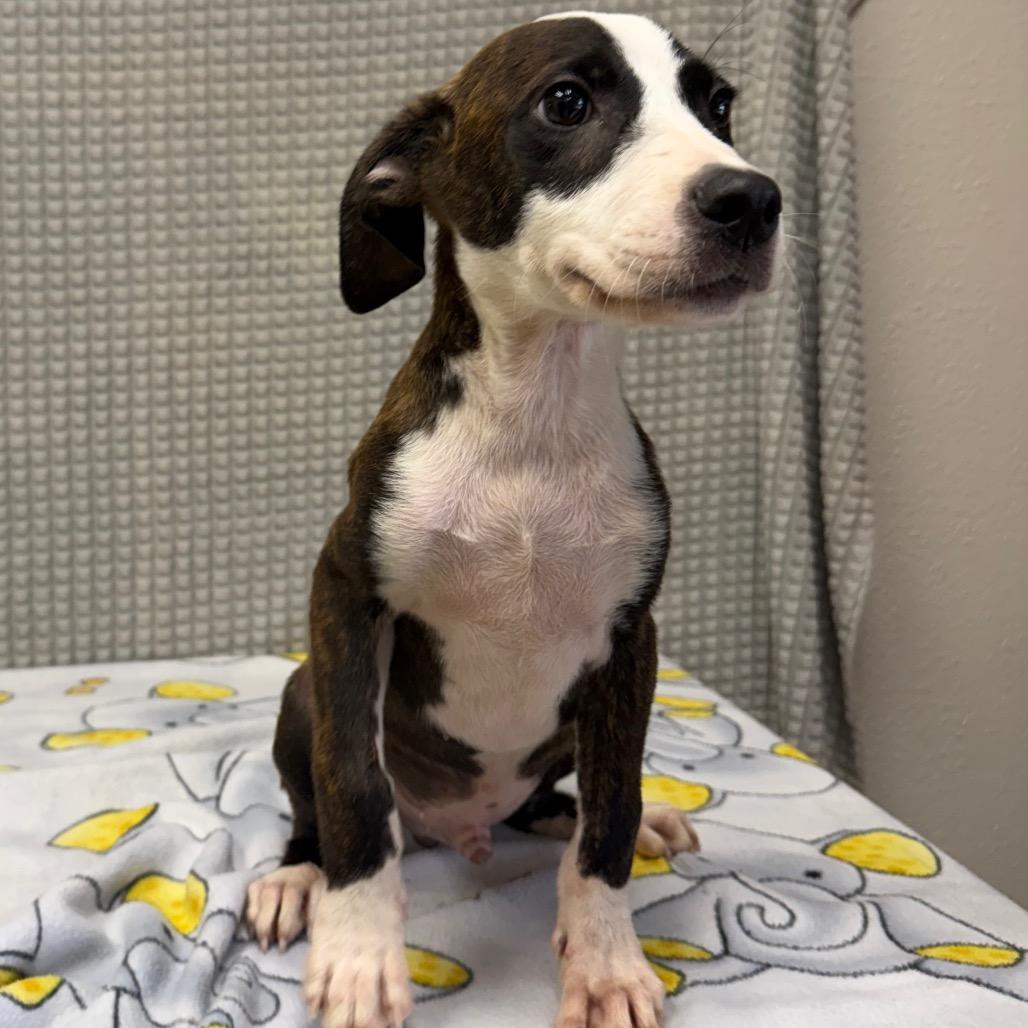Everest, a Adoptable mixed breed in Bryan, TX image 2/5