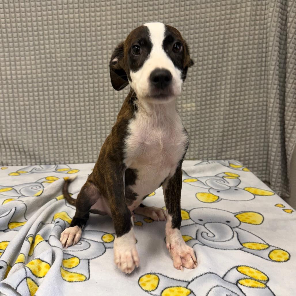 Everest, a Adoptable mixed breed in Bryan, TX image 3/5