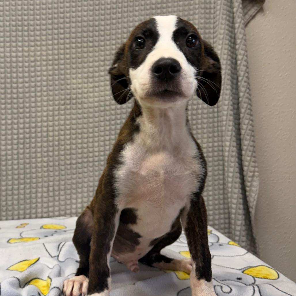 Everest, a Adoptable mixed breed in Bryan, TX image 4/5