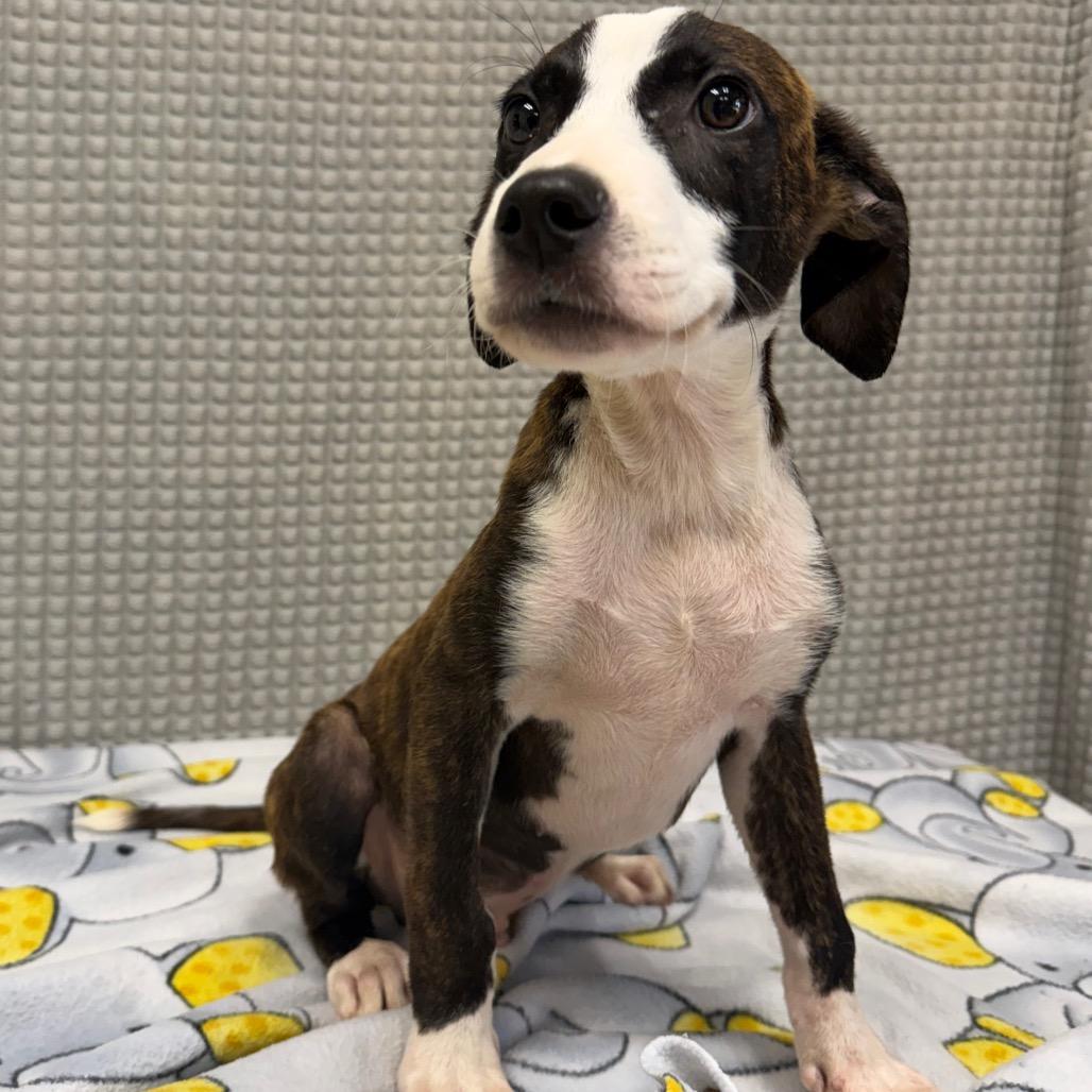 Everest, a Adoptable mixed breed in Bryan, TX image 5/5