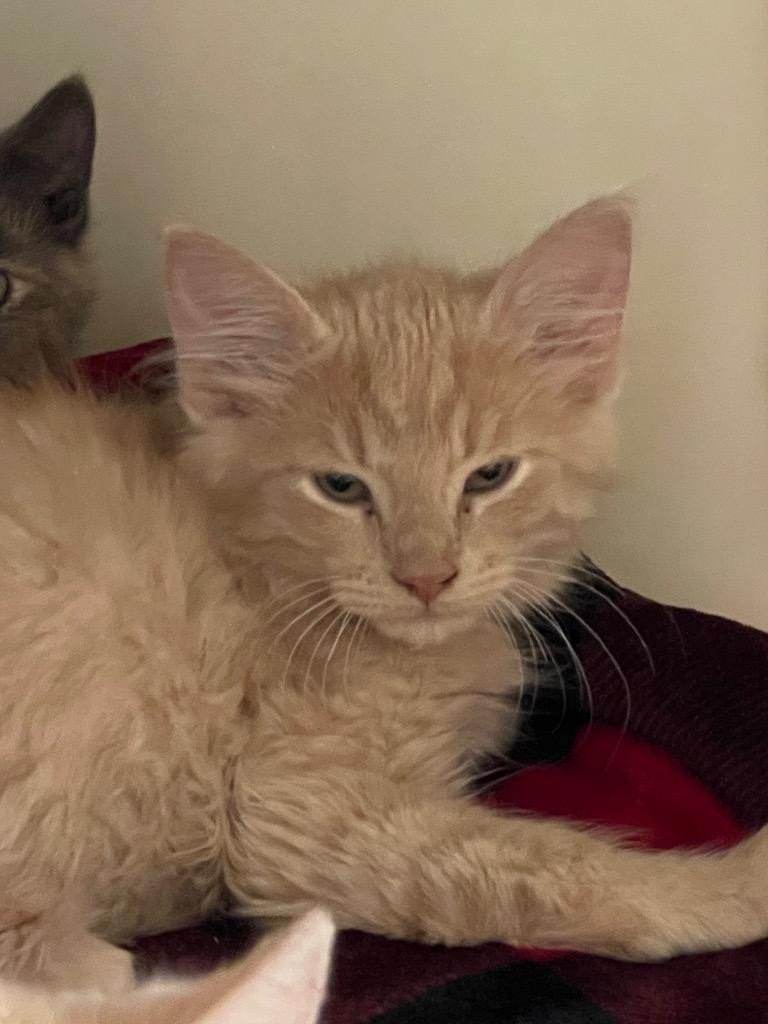 Claude, Adoptable, Kitten Male Domestic Medium Hair.