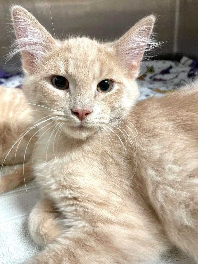 Enlarge Claude, a Adoptable mixed breed in Spooner, WI image 1/1