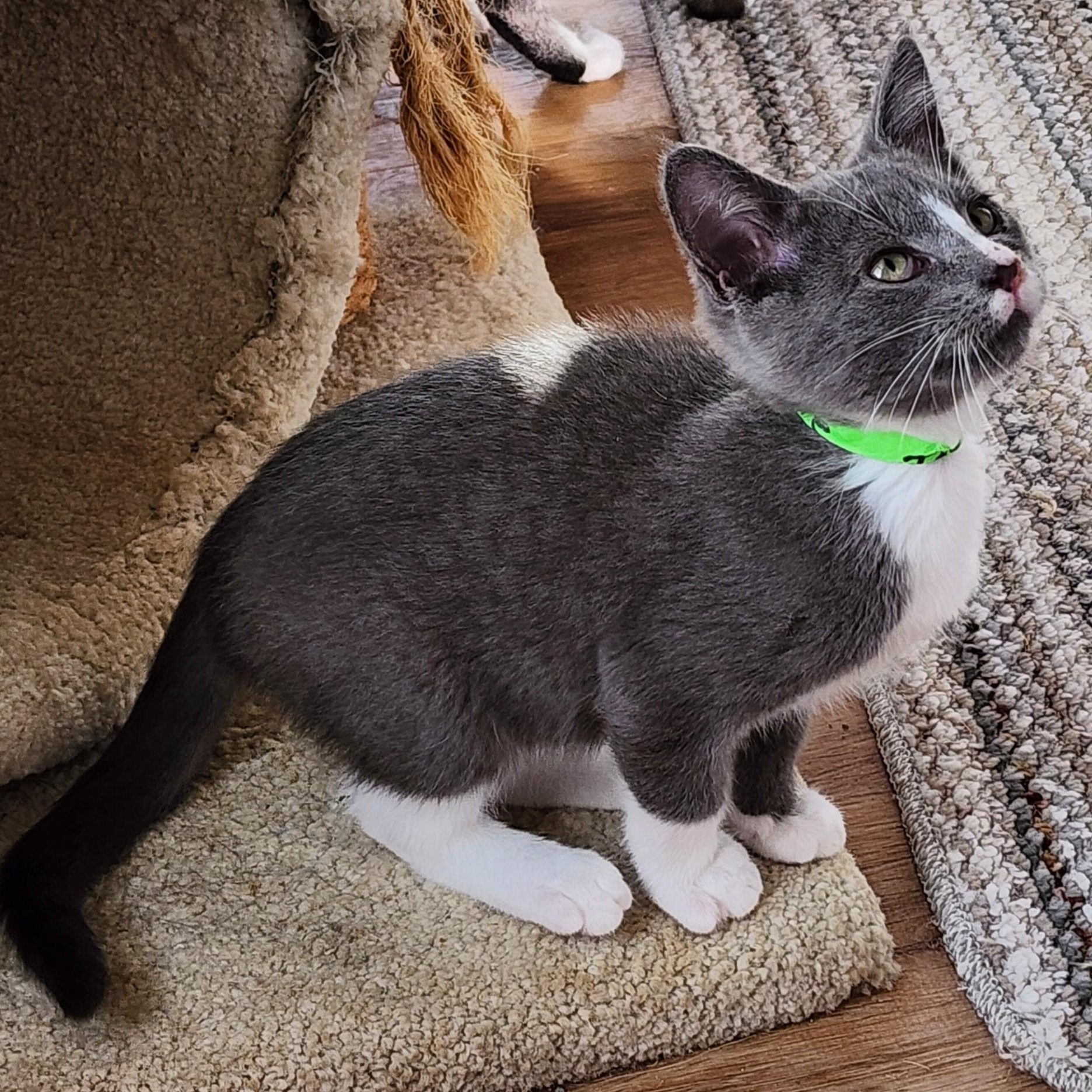 Jackie  Super Cute thumbnail 3