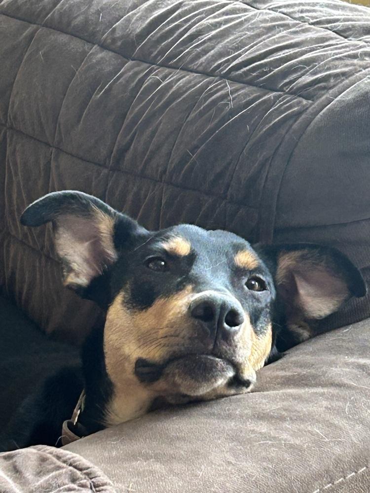 Finn, Adoptable, Puppy Male Shepherd.