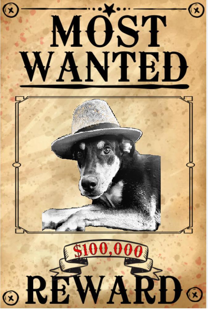 Enlarge Finn, a Adoptable mixed breed in Lafayette, CO image 2/5