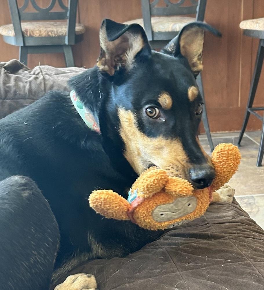 Finn, a Adoptable mixed breed in Lafayette, CO image 3/6