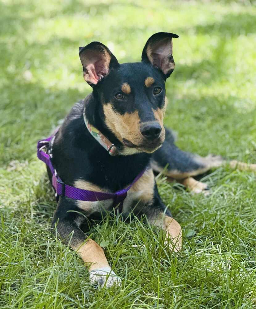 Enlarge Finn, a Adoptable mixed breed in Lafayette, CO image 3/5