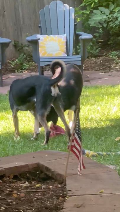 Enlarge Finn, a Adoptable mixed breed in Lafayette, CO video 4/5