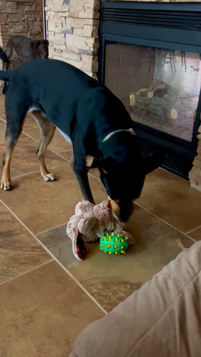 Enlarge Finn, a Adoptable mixed breed in Lafayette, CO video 5/5