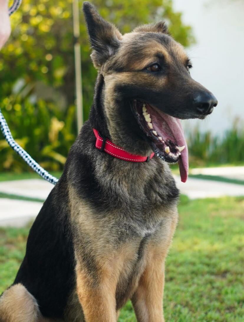 Enlarge Clovis, a Adopted German Shepherd Dog in Toronto, ON image 1/6