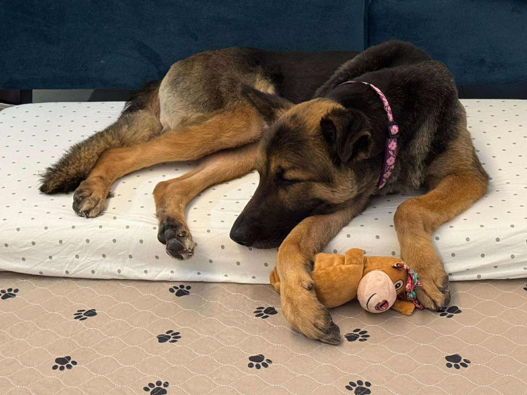 Enlarge Clovis, a Adopted German Shepherd Dog in Toronto, ON image 2/6