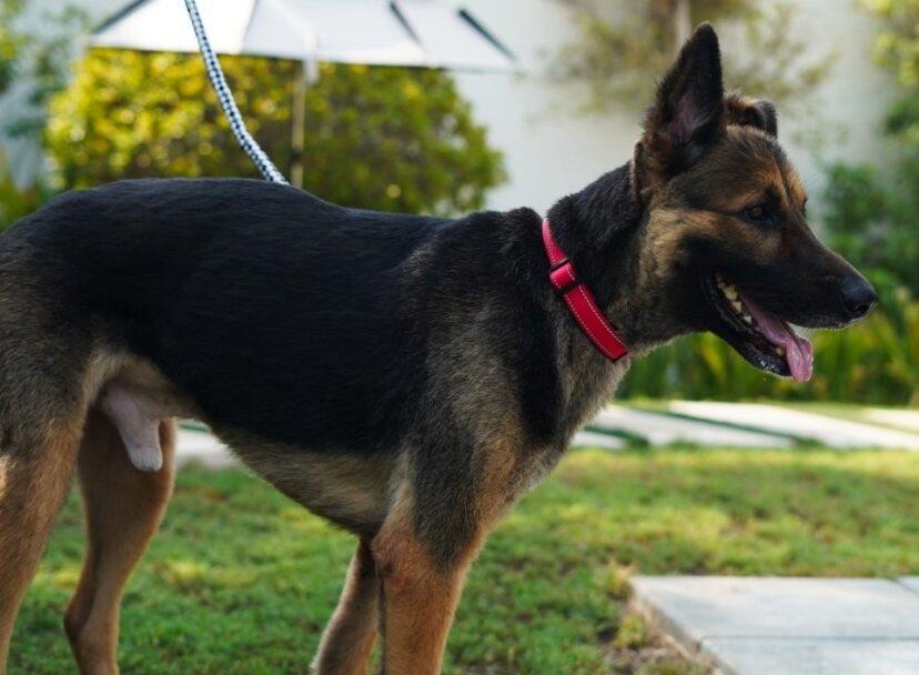 Enlarge Clovis, a Adopted German Shepherd Dog in Toronto, ON image 3/6