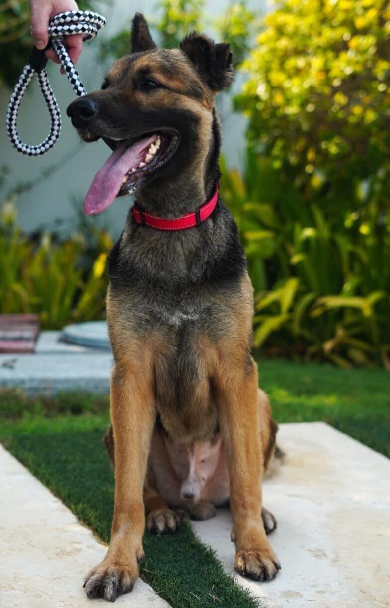 Enlarge Clovis, a Adopted German Shepherd Dog in Toronto, ON image 4/6