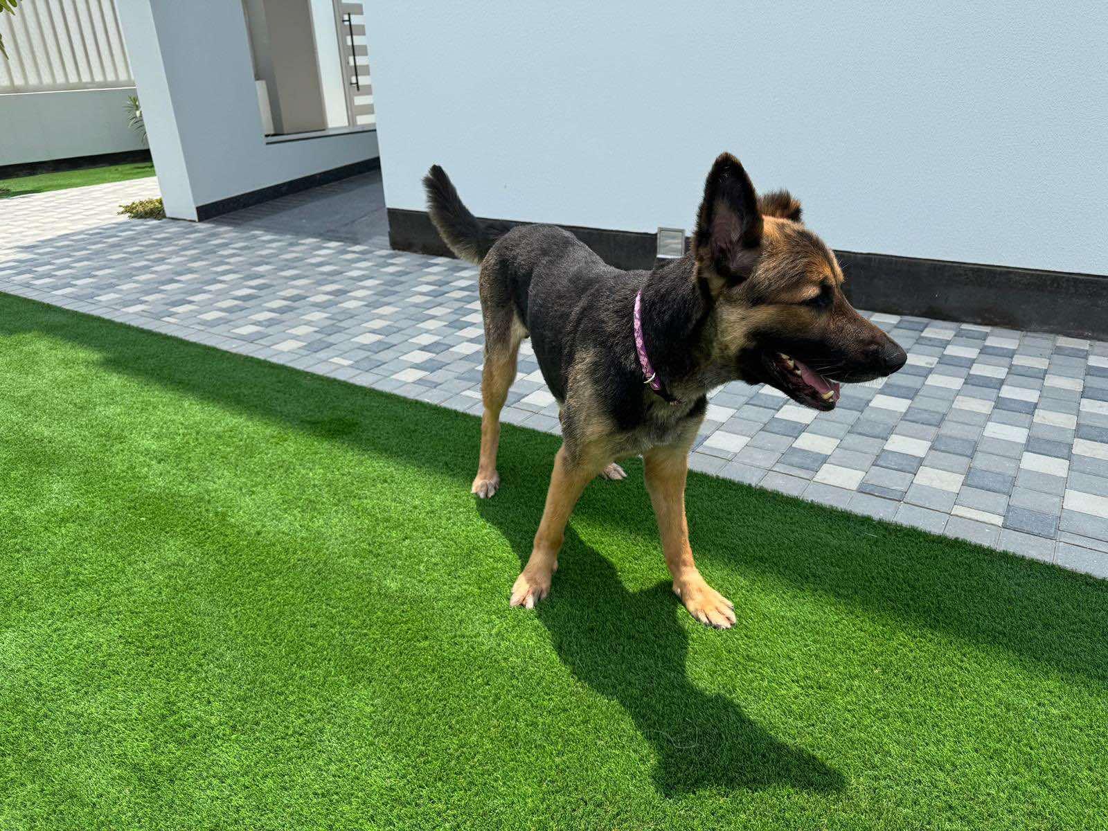 Enlarge Clovis, a Adopted German Shepherd Dog in Toronto, ON image 5/6