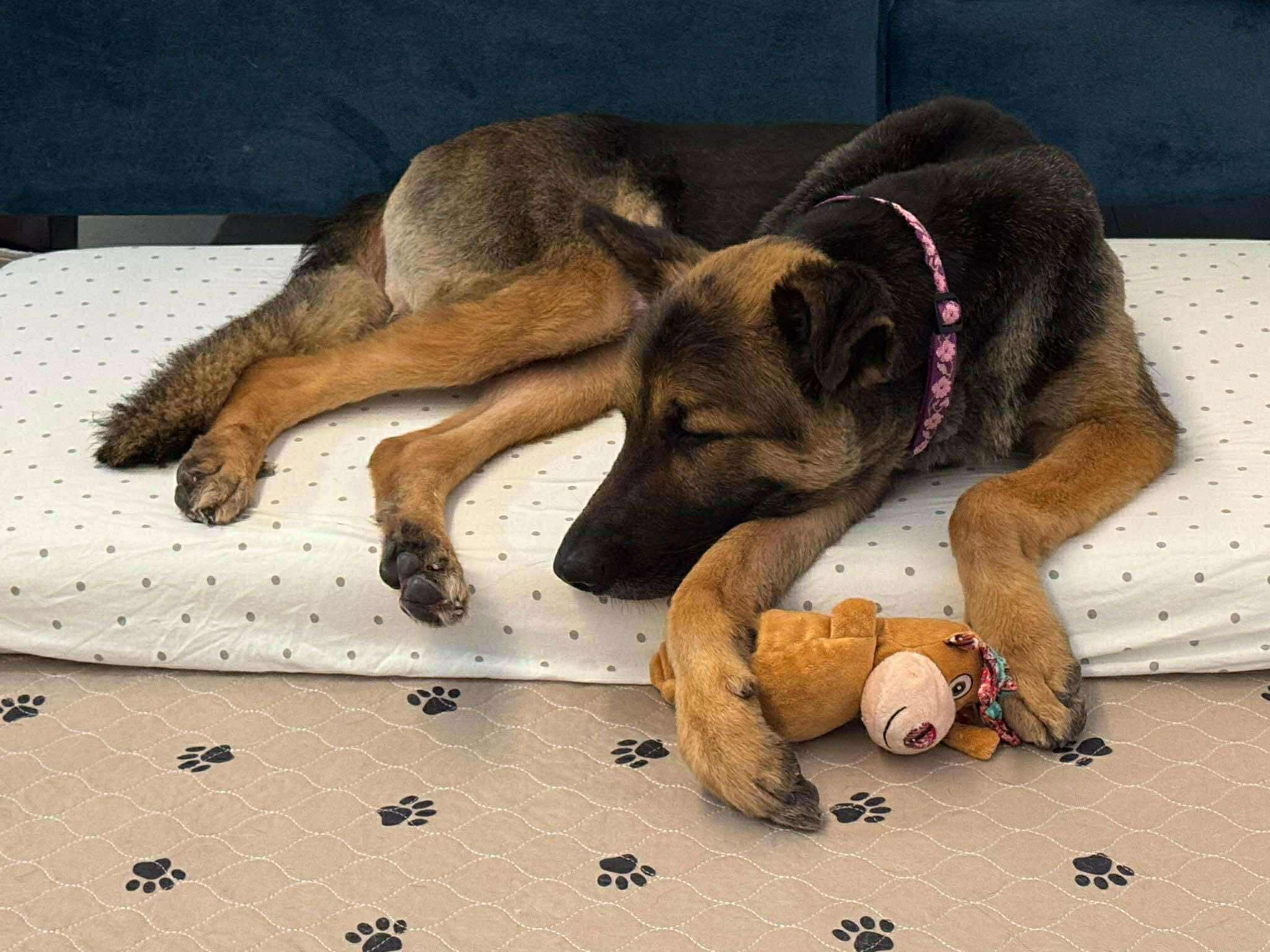 Enlarge Clovis, a Adopted German Shepherd Dog in Toronto, ON image 6/6
