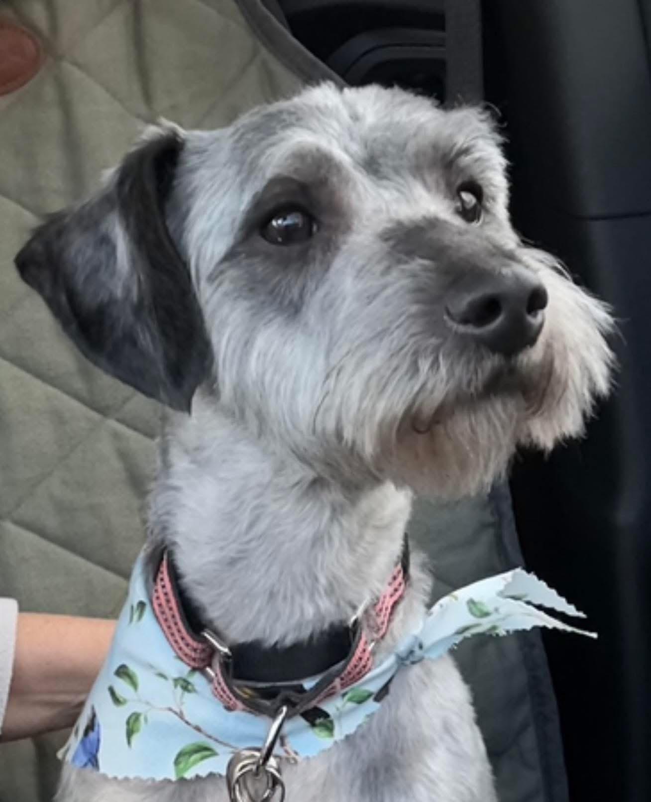 Max, ADOPTABLE, Young Male Miniature Schnauzer & Mixed Breed.