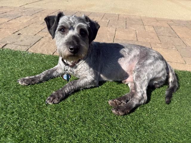 Enlarge Max, a ADOPTABLE mixed breed in Miamisburg, OH image 4/4