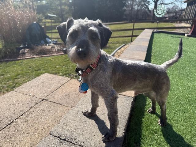 Enlarge Max, a ADOPTABLE mixed breed in Miamisburg, OH image 3/4