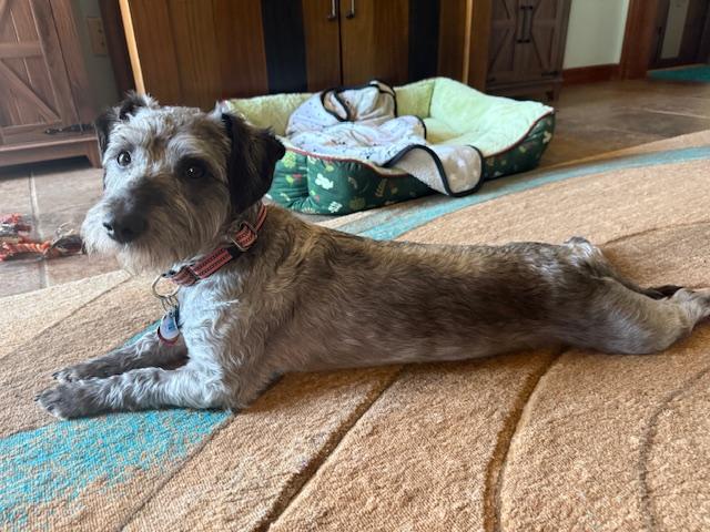 Enlarge Max, a ADOPTABLE mixed breed in Miamisburg, OH image 2/4