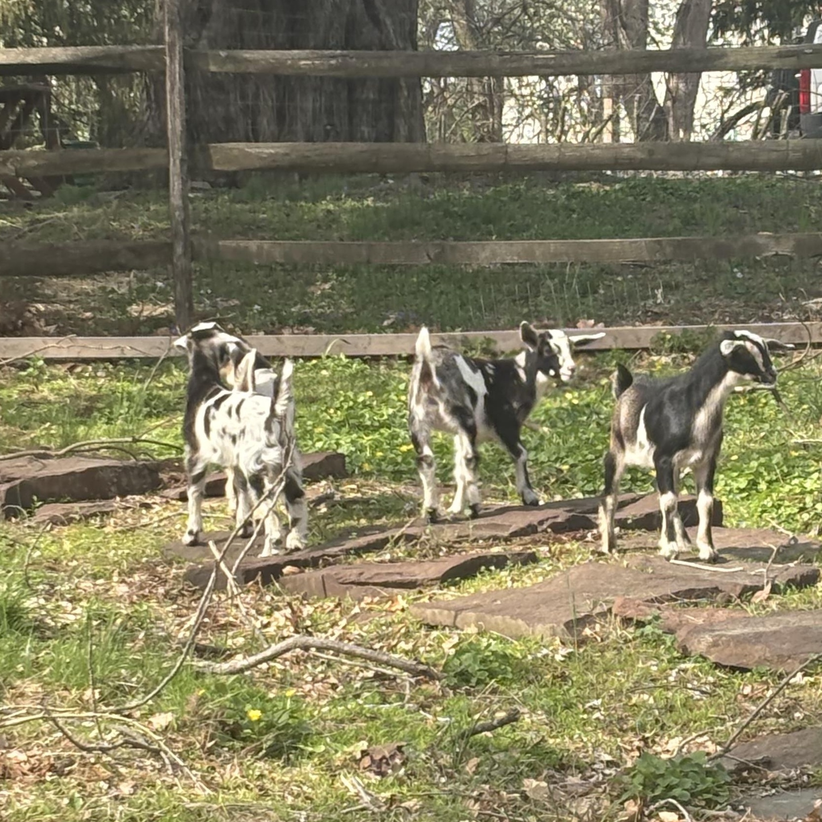 Enlarge Baby Goats, a Adopted mixed breed in Perkasie, PA image 1/1