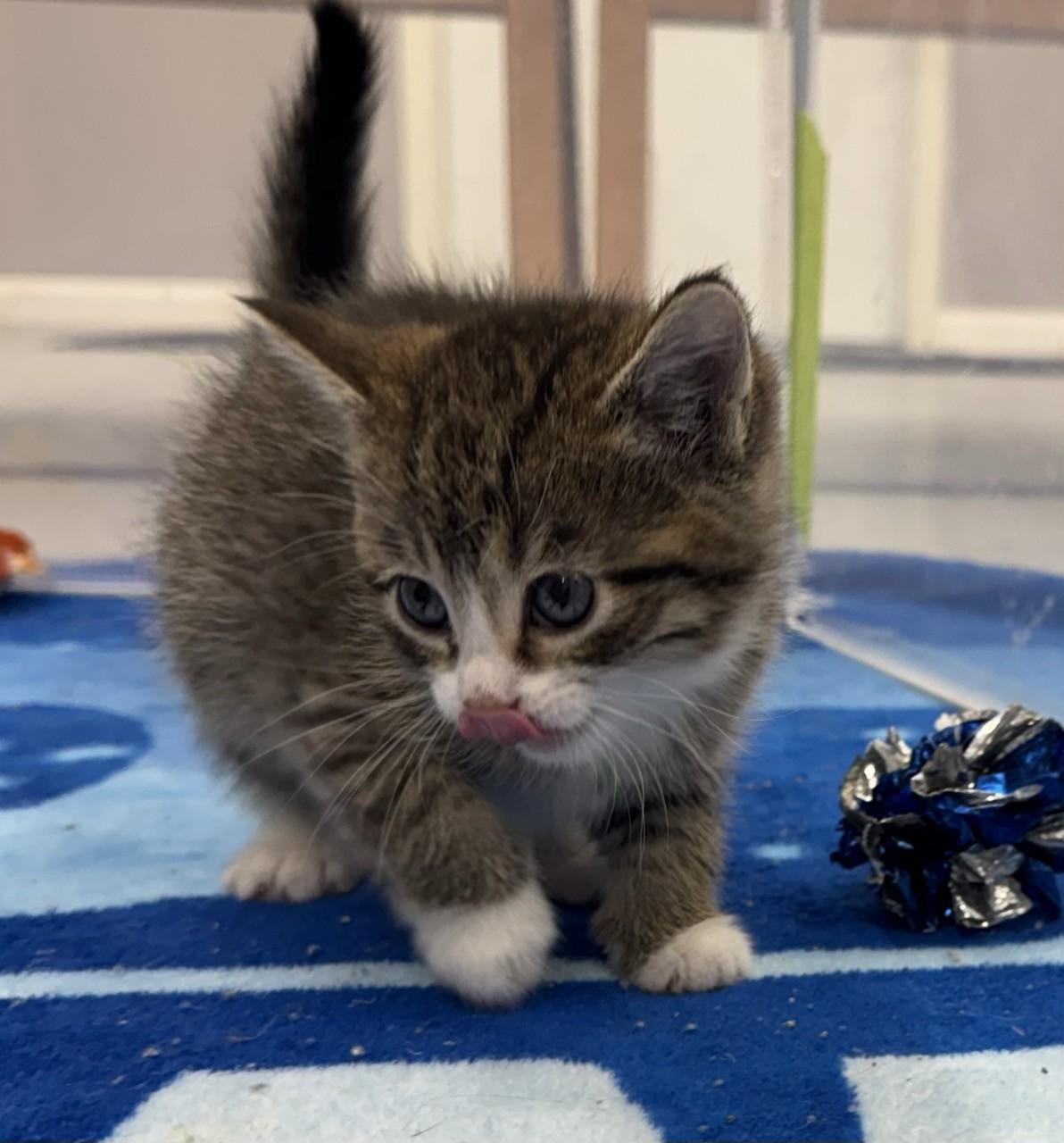 Clover, adopted, Kitten Female Domestic Short Hair.