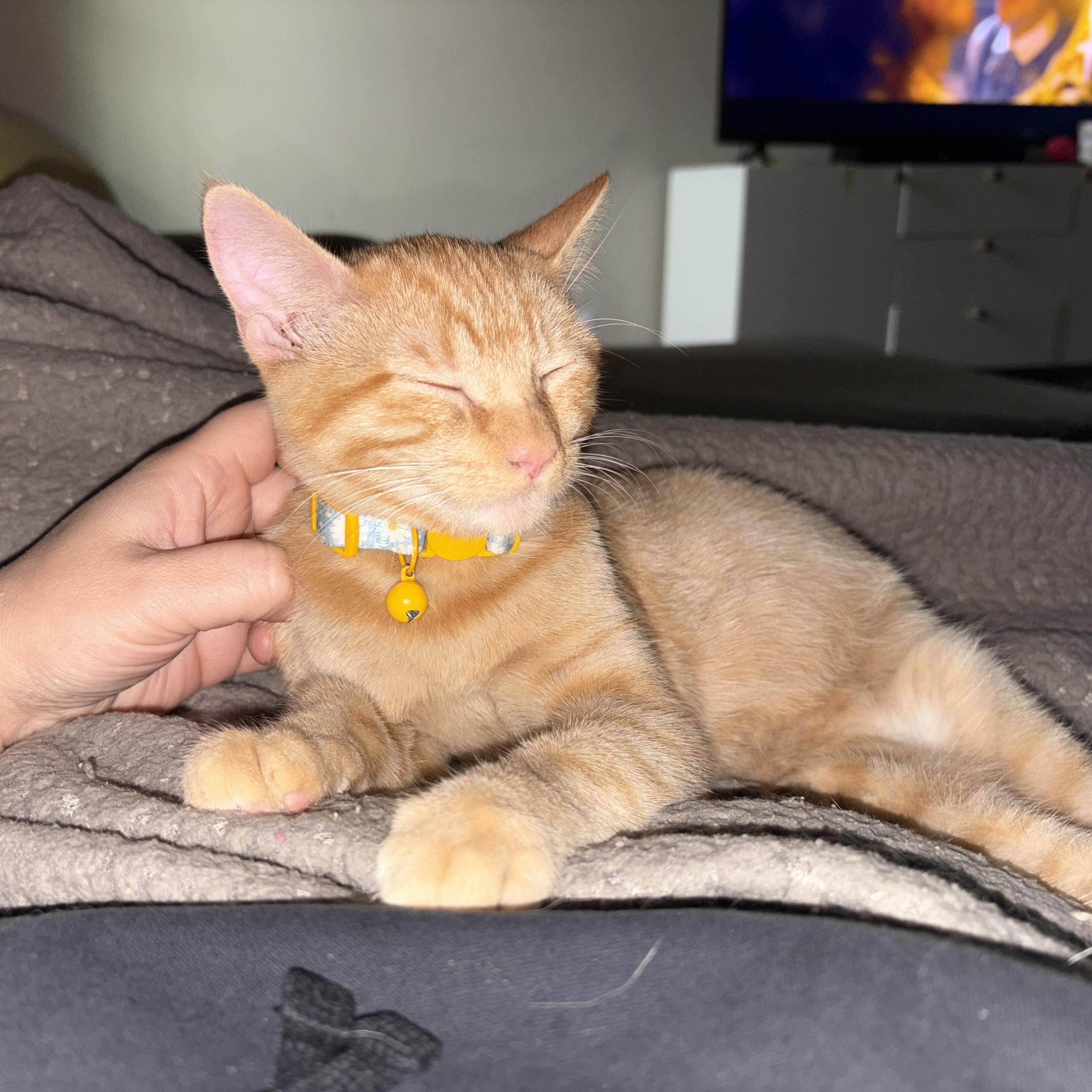 Nora, Adoptable, Young Female American Shorthair.