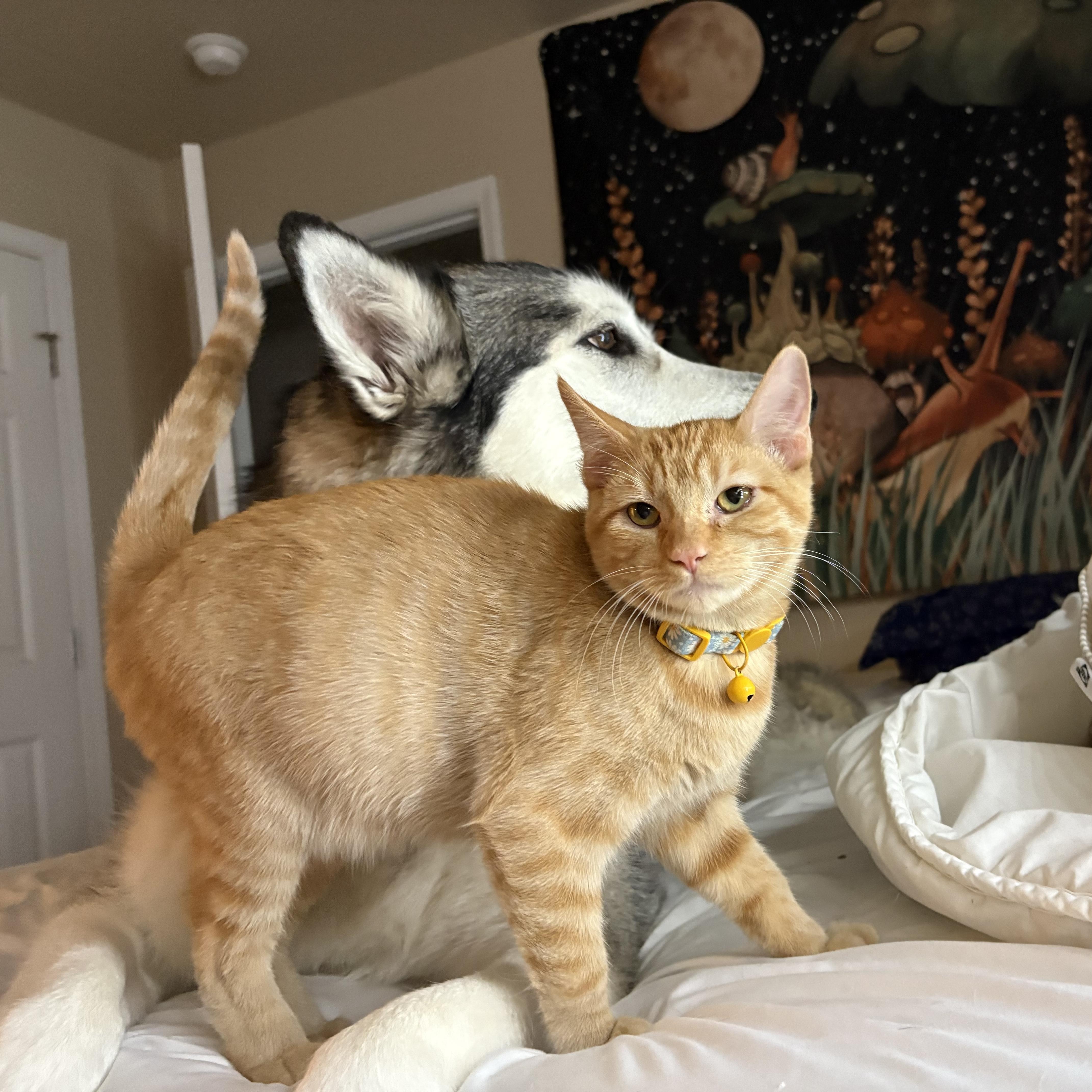 Enlarge Nora, an adopted American Shorthair in Colcord, OK image 2/6