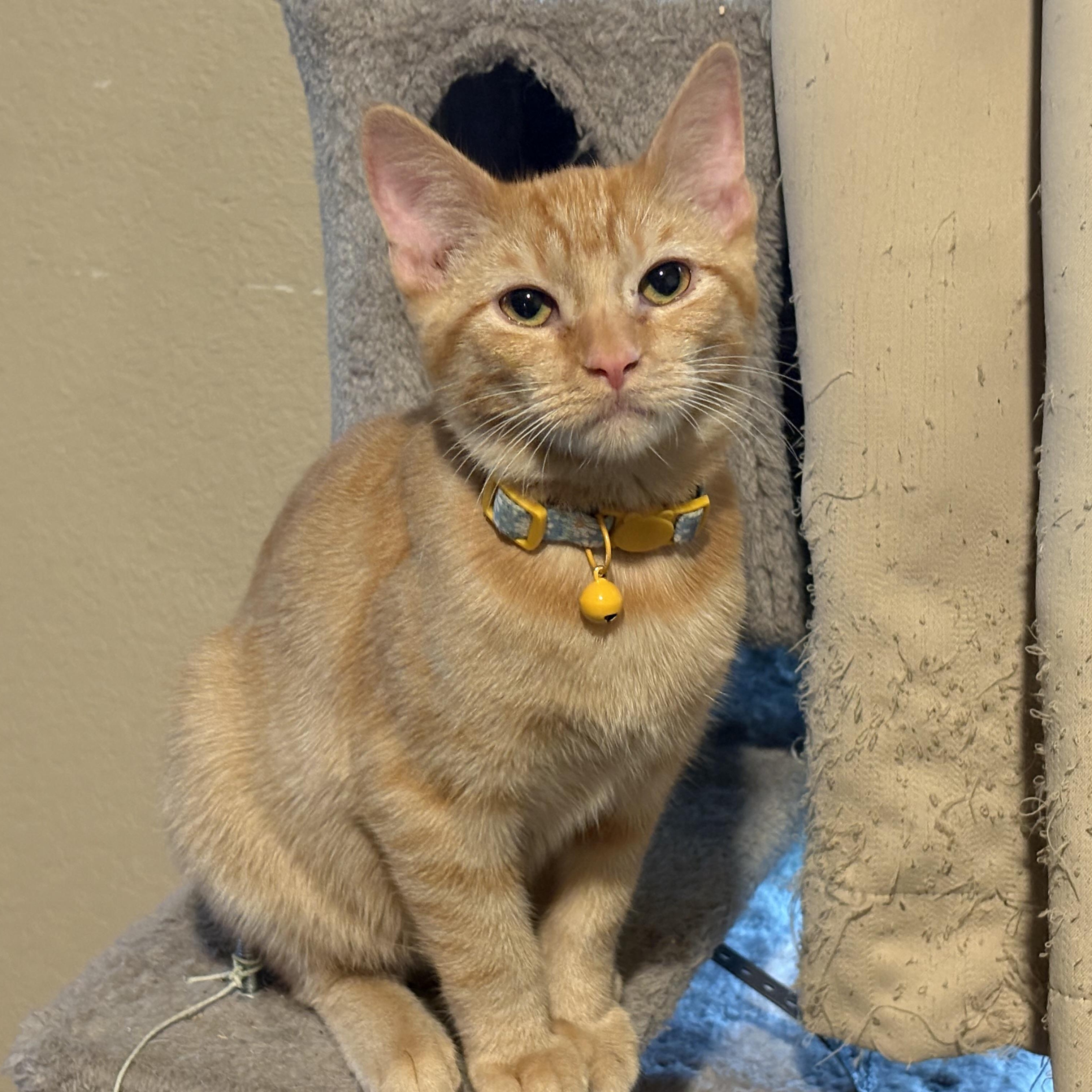 Enlarge Nora, an adopted American Shorthair in Colcord, OK image 1/6